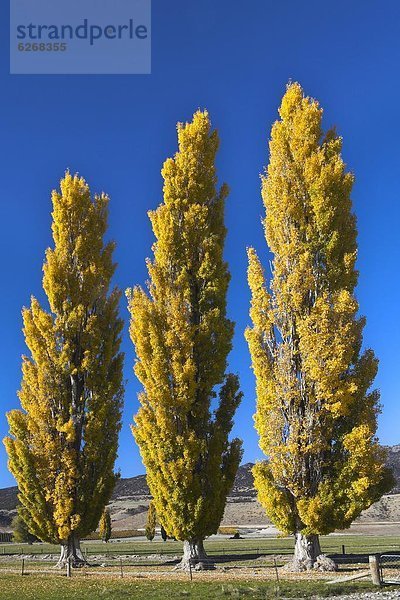 nahe  Ländliches Motiv  ländliche Motive  Herbst  Pazifischer Ozean  Pazifik  Stiller Ozean  Großer Ozean  neuseeländische Südinsel  Laub  Neuseeland  Otago