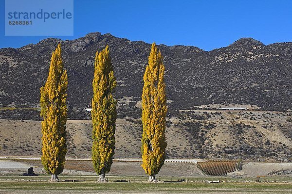 nahe  Farbaufnahme  Farbe  Baum  Herbst  Pazifischer Ozean  Pazifik  Stiller Ozean  Großer Ozean  neuseeländische Südinsel  Neuseeland  Otago  Pappel