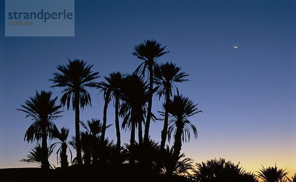 Nordafrika  nahe  Ecke  Ecken  Baum  Silhouette  Morgendämmerung  Wüste  Sahara  Marokko