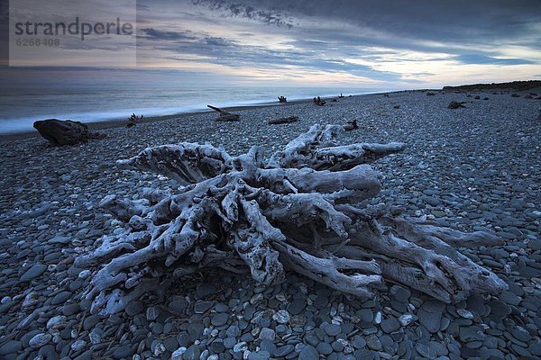 liegend liegen liegt liegendes liegender liegende daliegen Strand lang langes langer lange Pazifischer Ozean Pazifik Stiller Ozean Großer Ozean verteilen übergroß neuseeländische Südinsel kahler Baum kahl kahle Bäume Neuseeland Westküste