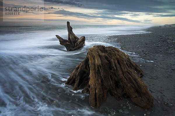 liegend liegen liegt liegendes liegender liegende daliegen Strand lang langes langer lange Pazifischer Ozean Pazifik Stiller Ozean Großer Ozean verteilen übergroß neuseeländische Südinsel kahler Baum kahl kahle Bäume Neuseeland Westküste