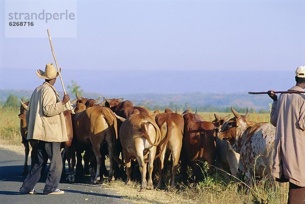 Hausrind  Hausrinder  Kuh  klein  Herde  Herdentier  Afrika  Äthiopien