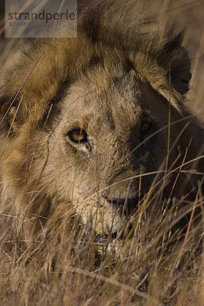 Löwe  Panthera leo  Afrika