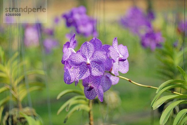 Orchidee  Thailand
