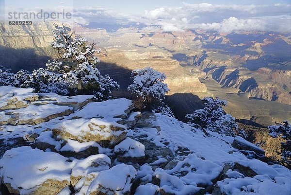 Grand Canyon  Arizona  USA