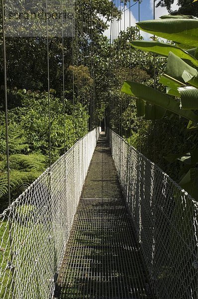 gehen  hängen  Brücke  Costa Rica  Regenwald