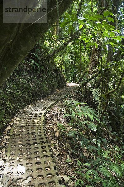 gehen  hängen  Brücke  Costa Rica  Regenwald