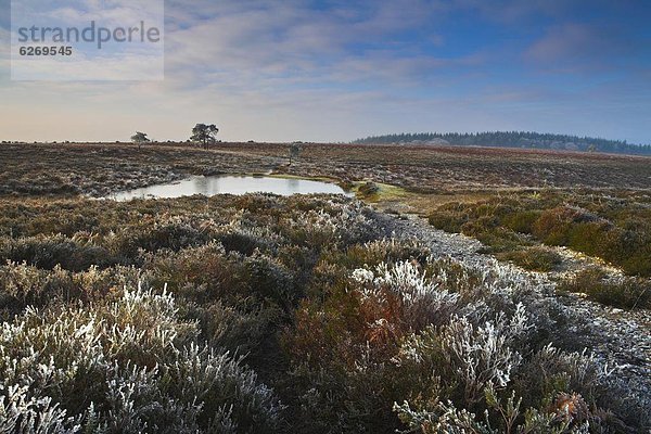 Europa  Winter  Morgen  Großbritannien  Wald  Kälte  England  Hampshire  Heide  neu