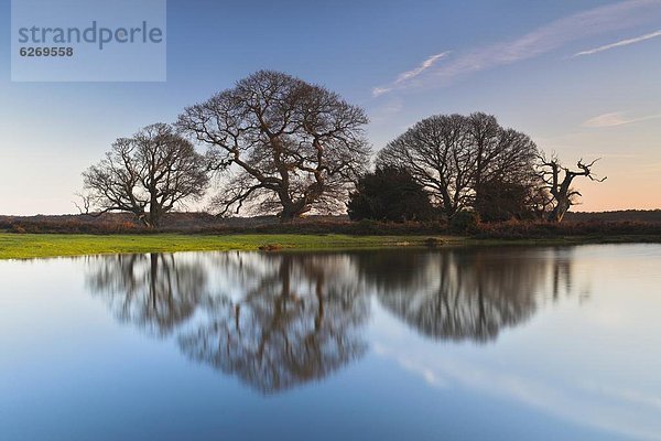 nebeneinander  neben  Seite an Seite  Europa  Baum  Großbritannien  Wald  Eiche  antik  England  Hampshire  neu  Teich