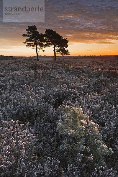 Europa  Winter  Morgen  Großbritannien  Sonnenaufgang  Wald  England  Hampshire  neu