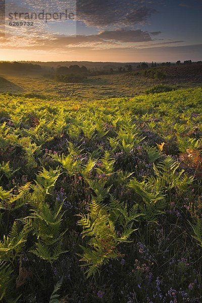 Europa  Sommer  Morgen  Großbritannien  Wald  Heide  England  Hampshire  neu