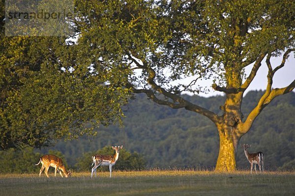 Europa  Großbritannien  Wald  Brachland  Hirsch  England  grasen  Hampshire  neu