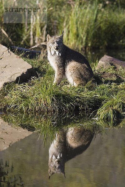 Vereinigte Staaten von Amerika  USA  sitzend  Wasser  Ecke  Ecken  Spiegelung  Nordamerika  Gefangenschaft  Luchs  lynx lynx  Minnesota