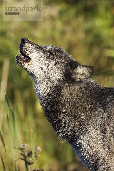 Grauwolf Canis lupus pambasileus Amerika Nordamerika Verbindung Gefangenschaft Minnesota