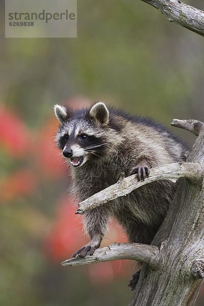 Vereinigte Staaten von Amerika  USA  Waschbär  Procyon lotor  Baum  offen  Nordamerika  Gefangenschaft  Minnesota