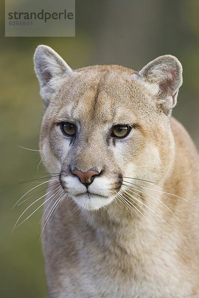 Vereinigte Staaten von Amerika  USA  Löwe  Panthera leo  Berg  blicken  Nordamerika  Gefangenschaft  Puma  Felis concolor  Berglöwe  Minnesota