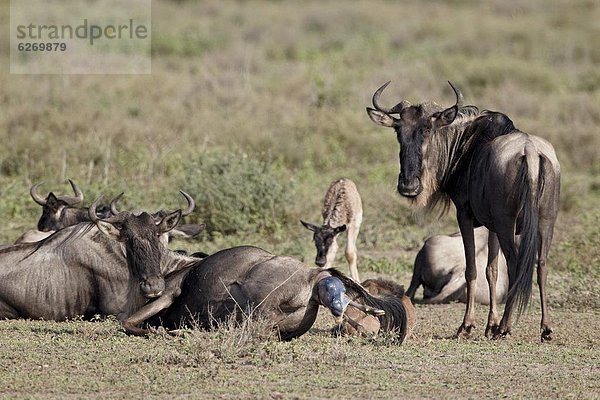 Ostafrika  geben  blau  Geburt  Gnu  Serengeti Nationalpark  Afrika  Tansania