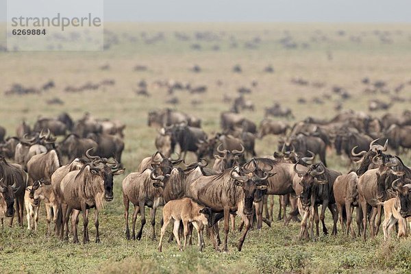 Streifengnu (brindel Gnu) (Connochaetes Taurinus) Herde  Serengeti Nationalpark  Tansania  Ostafrika  Afrika