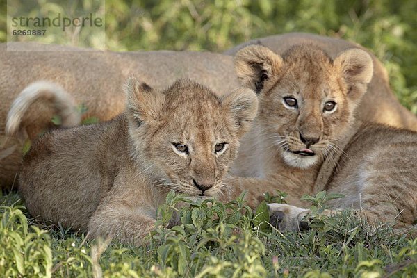 Ostafrika  Raubkatze  Löwe  Panthera leo  2  jung  Jungtier  Serengeti Nationalpark  Afrika  Löwe - Sternzeichen  Tansania