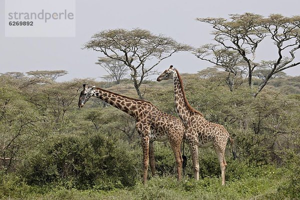 Ostafrika  Giraffe  Giraffa camelopardalis  2  Serengeti Nationalpark  Afrika  Masai  Tansania