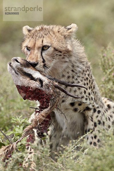 Ostafrika  Gepard  Acinonyx jubatus  töten  Serengeti Nationalpark  Afrika  junges Raubtier  junge Raubtiere  Gazelle  Tansania