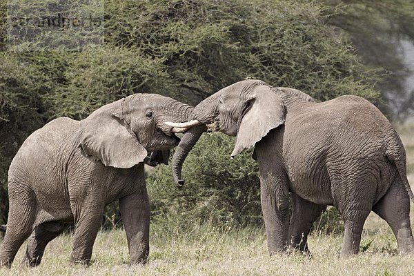 Ostafrika  Elefant  2  Sparring  Serengeti Nationalpark  Afrika  Tansania