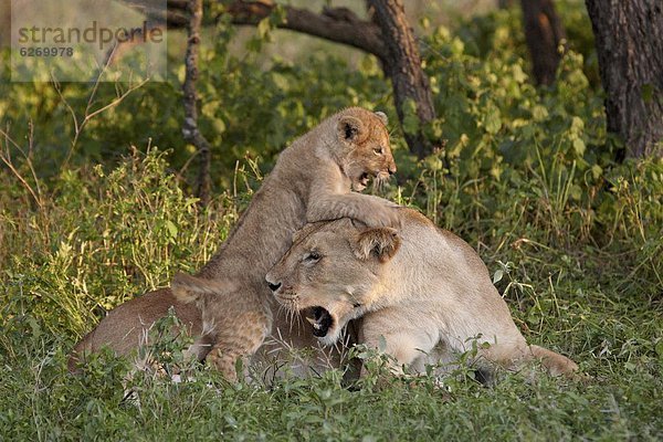 Ostafrika  Raubkatze  Löwe  Panthera leo  Serengeti Nationalpark  Mutter - Mensch  Afrika  junges Raubtier  junge Raubtiere  Löwe - Sternzeichen  spielen  Tansania