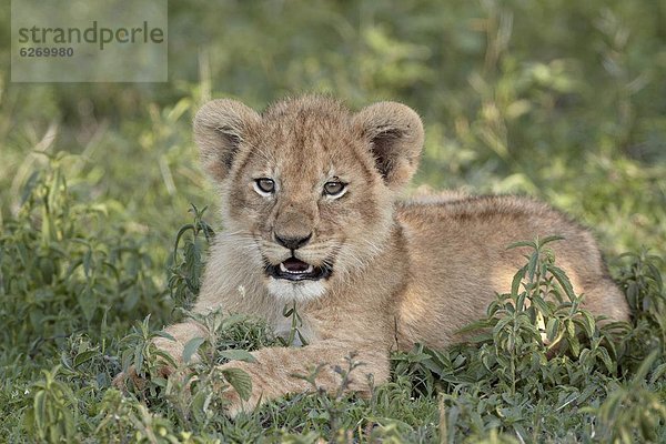 Ostafrika  Serengeti Nationalpark  Afrika  Tansania