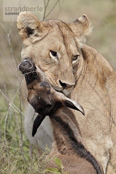 Ostafrika  Raubkatze  Löwe  Panthera leo  blau  Gnu  Serengeti Nationalpark  Afrika  Kalb  Löwe - Sternzeichen  Löwin  Tansania