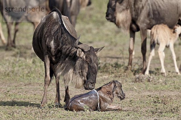 Ostafrika  Neugeborenes  neugeboren  Neugeborene  blau  Gnu  Serengeti Nationalpark  Afrika  Tansania