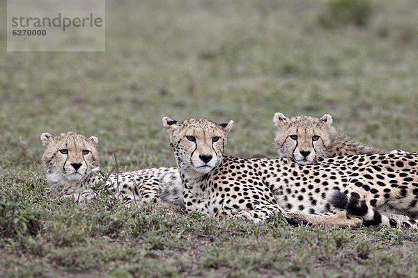 Ostafrika  Gepard  Acinonyx jubatus  2  Jungtier  Serengeti Nationalpark  Mutter - Mensch  Afrika  Tansania