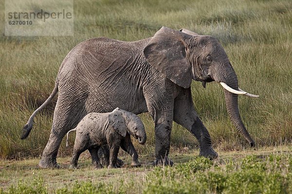 Ostafrika  Elefant  Serengeti Nationalpark  Mutter - Mensch  Afrika  Baby  Tansania