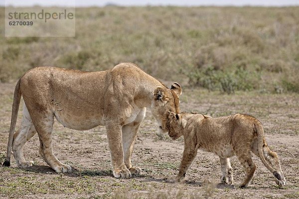 Ostafrika  Raubkatze  grüßen  Serengeti Nationalpark  Afrika  junges Raubtier  junge Raubtiere  Löwe - Sternzeichen  Löwin  Tansania