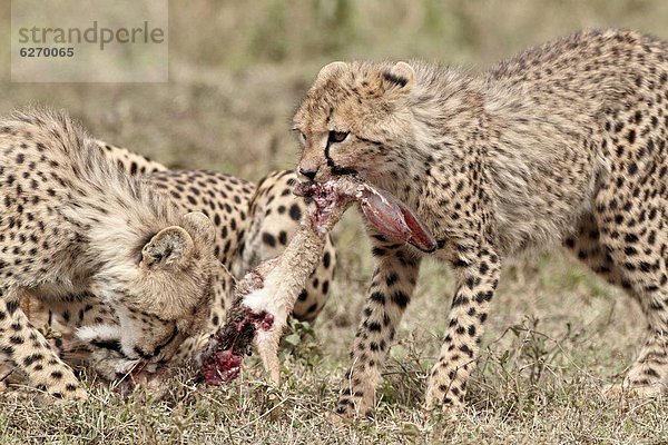 Ostafrika  Gepard  Acinonyx jubatus  töten  2  Jungtier  Serengeti Nationalpark  Afrika  Hase  Tansania