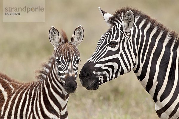 Ostafrika Fohlen Füllen Steppenzebra Equus quagga Stute Zebra equus burchelli Zebra