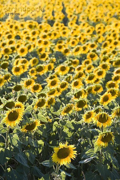 Frankreich  Europa  blühen  Feld  Sonnenblume  helianthus annuus  voll