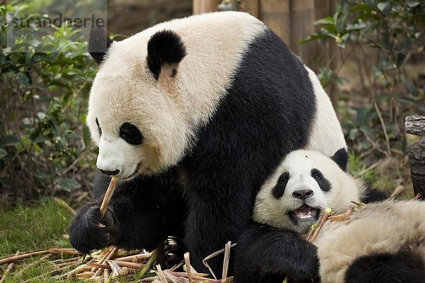 China  Jungtier  Asien  Zucht  Chengdu  Panda  Forschung  Sichuan