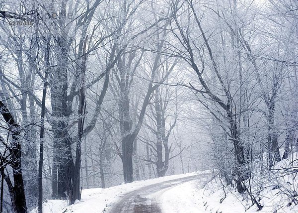 Vereinigte Staaten von Amerika  USA  Biegung  Biegungen  Kurve  Kurven  gewölbt  Bogen  gebogen  Winter  Baum  Fernverkehrsstraße  Nebel  Nordamerika  schmutzig  Kälte  New York State  Schnee