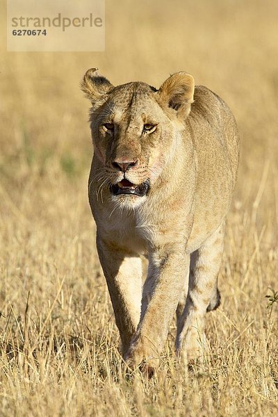 Ostafrika  Raubkatze  Löwe  Panthera leo  gehen  trocken  Gras  Afrika  Kenia  Löwe - Sternzeichen