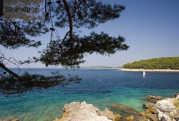 nahe  Europa  Meer  Insel  Ansicht  Kroatien  Losinj  Mali