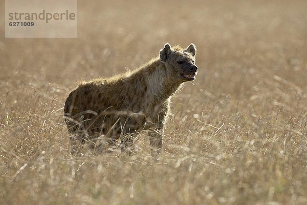 Ostafrika  Punkt  Masai Mara National Reserve  Afrika  Hyäne  Kenia