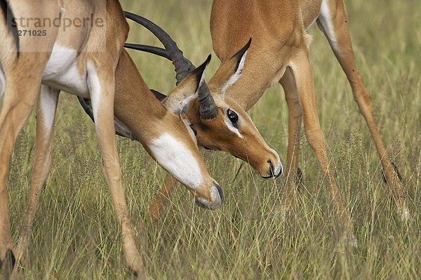 Ostafrika  Impala  Aepyceros melampus  Kampf  2  Serengeti Nationalpark  Afrika  Tansania