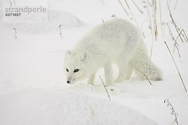 Schneehuhn  Nordamerika  Arktis  Kanada  Fuchs  Manitoba  Schnee