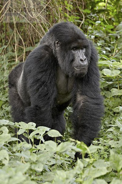 Berg  Name  Afrika  Gorilla  Ruanda