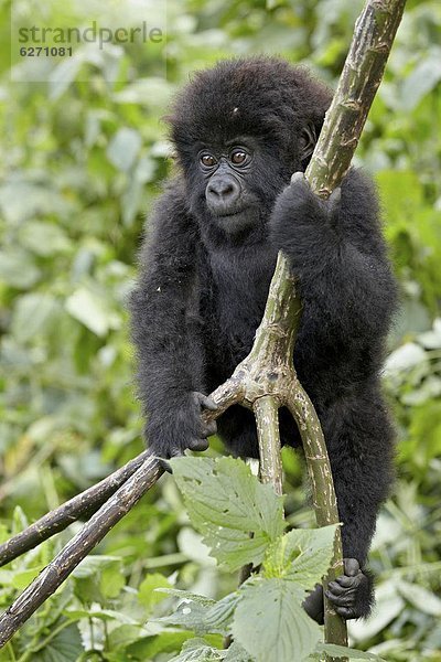 Berg  Säuglingsalter  Säugling  Kletterpflanze  Afrika  klettern  Gorilla  Ruanda