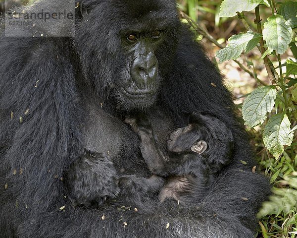 Berg  Tag  halten  Zwilling - Person  Säuglingsalter  Säugling  1  Sorge  Mutter - Mensch  20  Afrika  Gorilla  alt  Ruanda