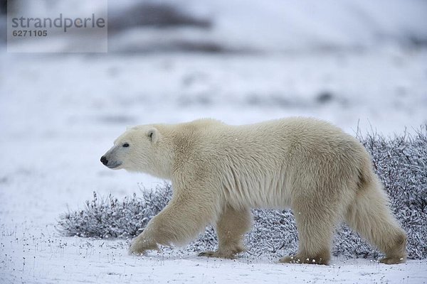 Eisbär  Ursus Maritimus  Churchill  Manitoba  Kanada  Nordamerika