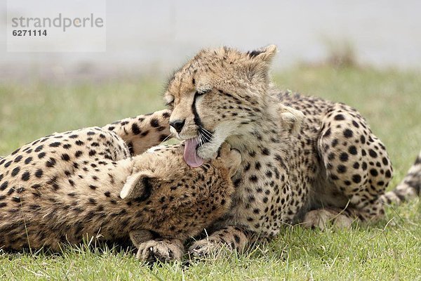 Ostafrika  Gepard  Acinonyx jubatus  Hygiene  Serengeti Nationalpark  Mutter - Mensch  Afrika  junges Raubtier  junge Raubtiere  alt  Tansania