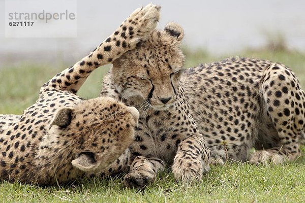 Ostafrika  Gepard  Acinonyx jubatus  Serengeti Nationalpark  Mutter - Mensch  Afrika  junges Raubtier  junge Raubtiere  alt  Tansania