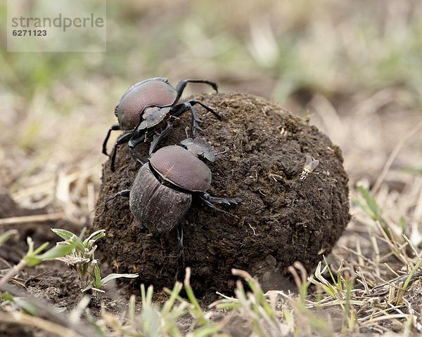 Ostafrika  2  Ball Spielzeug  Käfer  über  Serengeti Nationalpark  Afrika  Tansania